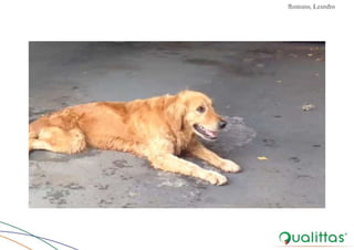 Convulsões e Epilepsia Prof. Me PostGrad Romano, Leandro
 