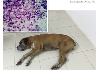 Convulsões e Epilepsia Romano, Leandro MV., Esp., MSc
 