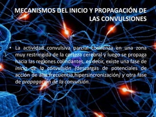 MECANISMOS DEL INICIO Y PROPAGACIÓN DE
                        LAS CONVULSIONES



• La actividad convulsiva parcial comienza en una zona
  muy restringida de la corteza cerebral y luego se propaga
  hacia las regiones colindantes, es decir, existe una fase de
  inicio de la convulsión (descargas de potenciales de
  acción de alta frecuencia,hipersincronización) y otra fase
  de propagación de la convulsión.
 