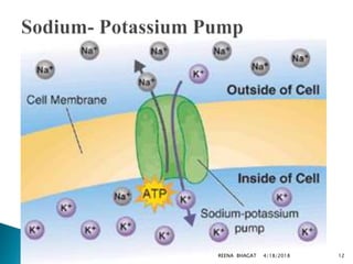 4/18/2018REENA BHAGAT 12
 