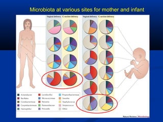 Microbiota at various sites for mother and infant
 