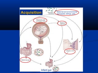Maternal and environmental
eg hospital, siblings, petsAcquisitionAcquisition
Infant gut
 