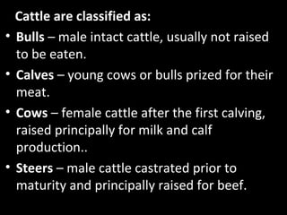 Cattle are classified as:
• Bulls – male intact cattle, usually not raised
to be eaten.
• Calves – young cows or bulls prized for their
meat.
• Cows – female cattle after the first calving,
raised principally for milk and calf
production..
• Steers – male cattle castrated prior to
maturity and principally raised for beef.
 