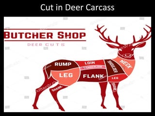 Cut in Deer Carcass
 