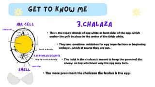 • This is the ropey strands of egg white at both sides of the egg, which
anchor the yolk in place in the center of the thick white.
• They are sometimes mistaken for egg imperfections or beginning
embryos, which of course they are not.
• The twist in the chalaza is meant to keep the germinal disc
always on top whichever way the egg may turn.
• The more prominent the chalazae the fresher is the egg.
 
