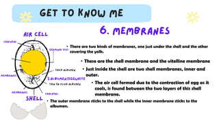 • There are two kinds of membranes, one just under the shell and the other
covering the yolk.
• These are the shell membrane and the vitelline membrane
• The outer membrane sticks to the shell while the inner membrane sticks to the
albumen.
• Just inside the shell are two shell membranes, inner and
outer.
• The air cell formed due to the contraction of egg as it
cools, is found between the two layers of this shell
membrane.
 