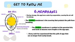 • During storage, the egg losses water by evaporation, causing the air cell
to enlarge.
• The vitelline membrane is the covering that protects the yolk from
breaking.
• The vitelline membrane is weakest at the germinal disc
and tends to become more fragile as the egg ages.
• . Every cook has experienced that the yolk of eggs that
are no longer fresh easily break.
 