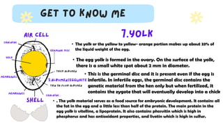 • The yolk or the yellow to yellow- orange portion makes up about 33% of
the liquid weight of the egg.
• The egg yolk is formed in the ovary. On the surface of the yolk,
there is a small white spot about 2 mm in diameter.
• This is the germinal disc and it is present even if the egg is
infertile. In infertile eggs, the germinal disc contains the
genetic material from the hen only but when fertilized, it
contains the zygote that will eventually develop into a chick
• . The yolk material serves as a food source for embryonic development. It contains all
the fat in the egg and a little less than half of the protein. The main protein in the
egg yolk is vitelline, a lipoprotein. It also contains phosvitin which is high in
phosphorus and has antioxidant properties, and livetin which is high in sulfur.
 