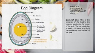 PHYSCICAL
STRUCTURE &
COMPOSITION OF
EGGS
Germinal Disc. This is the
entrance of the latebra, the
channel leading to the center
of the yolk. The germinal disc
is barely noticeable as a slight
depression on the surface of
the yolk.
 
