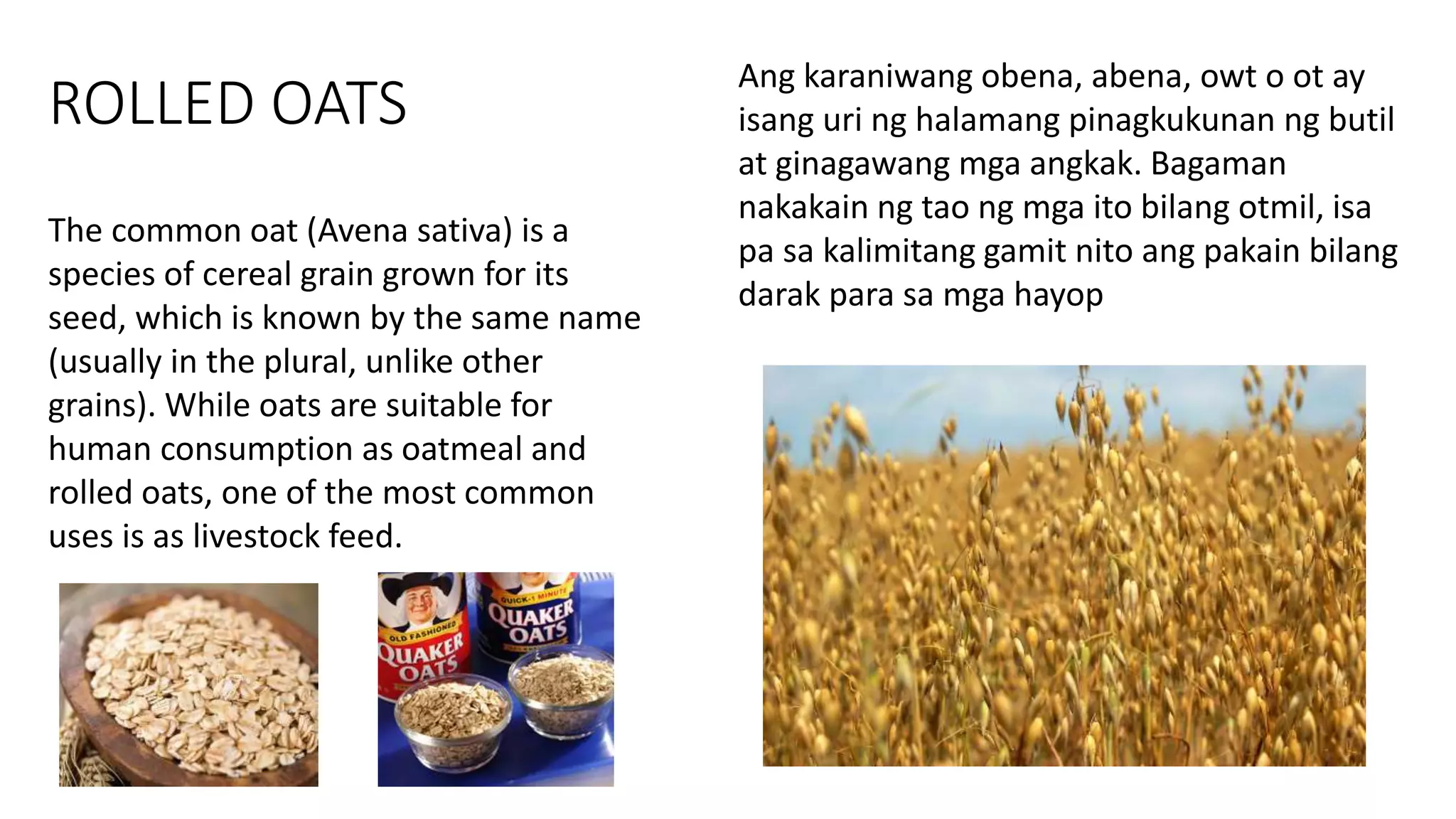 ROLLED OATS
The common oat (Avena sativa) is a
species of cereal grain grown for its
seed, which is known by the same name
(usually in the plural, unlike other
grains). While oats are suitable for
human consumption as oatmeal and
rolled oats, one of the most common
uses is as livestock feed.
Ang karaniwang obena, abena, owt o ot ay
isang uri ng halamang pinagkukunan ng butil
at ginagawang mga angkak. Bagaman
nakakain ng tao ng mga ito bilang otmil, isa
pa sa kalimitang gamit nito ang pakain bilang
darak para sa mga hayop
 