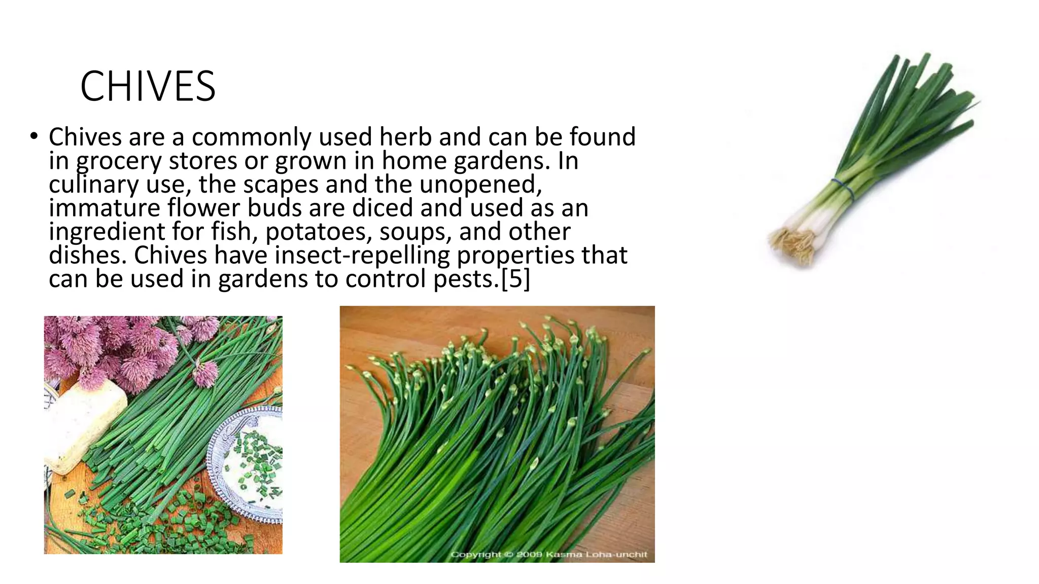 CHIVES
• Chives are a commonly used herb and can be found
in grocery stores or grown in home gardens. In
culinary use, the scapes and the unopened,
immature flower buds are diced and used as an
ingredient for fish, potatoes, soups, and other
dishes. Chives have insect-repelling properties that
can be used in gardens to control pests.[5]
 