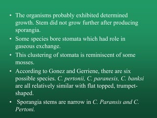 • The organisms probably exhibited determined
growth. Stem did not grow further after producing
sporangia.
• Some species bore stomata which had role in
gaseous exchange.
• This clustering of stomata is reminiscent of some
mosses.
• According to Gonez and Gerriene, there are six
possible species. C. pertonii, C. paranesis, C. banksi
are all relatively similar with flat topped, trumpet-
shaped.
• Sporangia stems are narrow in C. Paransis and C.
Pertoni.
 
