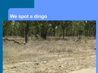 We spot a dingo 