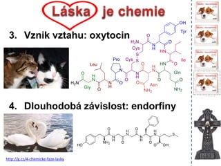 3. Vznik vztahu: oxytocin
4. Dlouhodob zvislost: endorfiny
http://g.cz/4-chemicke-faze-lasky
 
