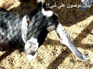 ‫ .. ﺗﻮﺻﻮﻥ ﻋﻠﻰ ﺷﻲ!!‬
                 ‫ ﻳﻠﻪ‬