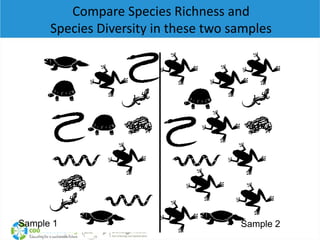 Compare Species Richness and
      Species Diversity in these two samples




Sample 1                              Sample...
