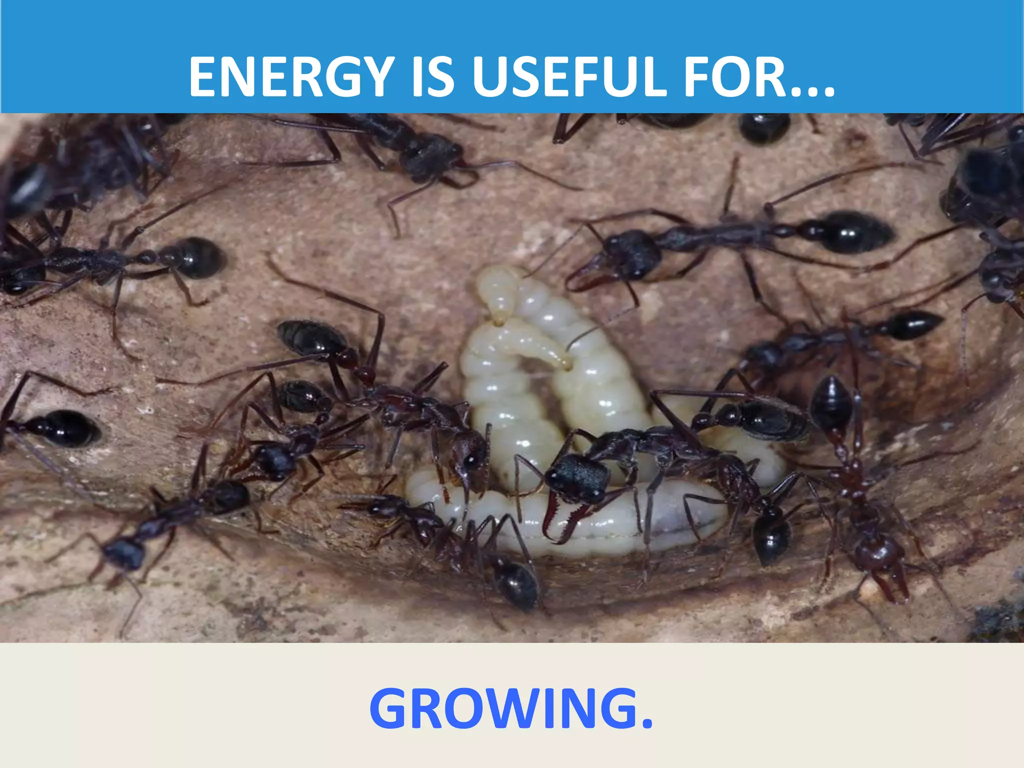 ENERGY IS USEFUL FOR...
GROWING.
