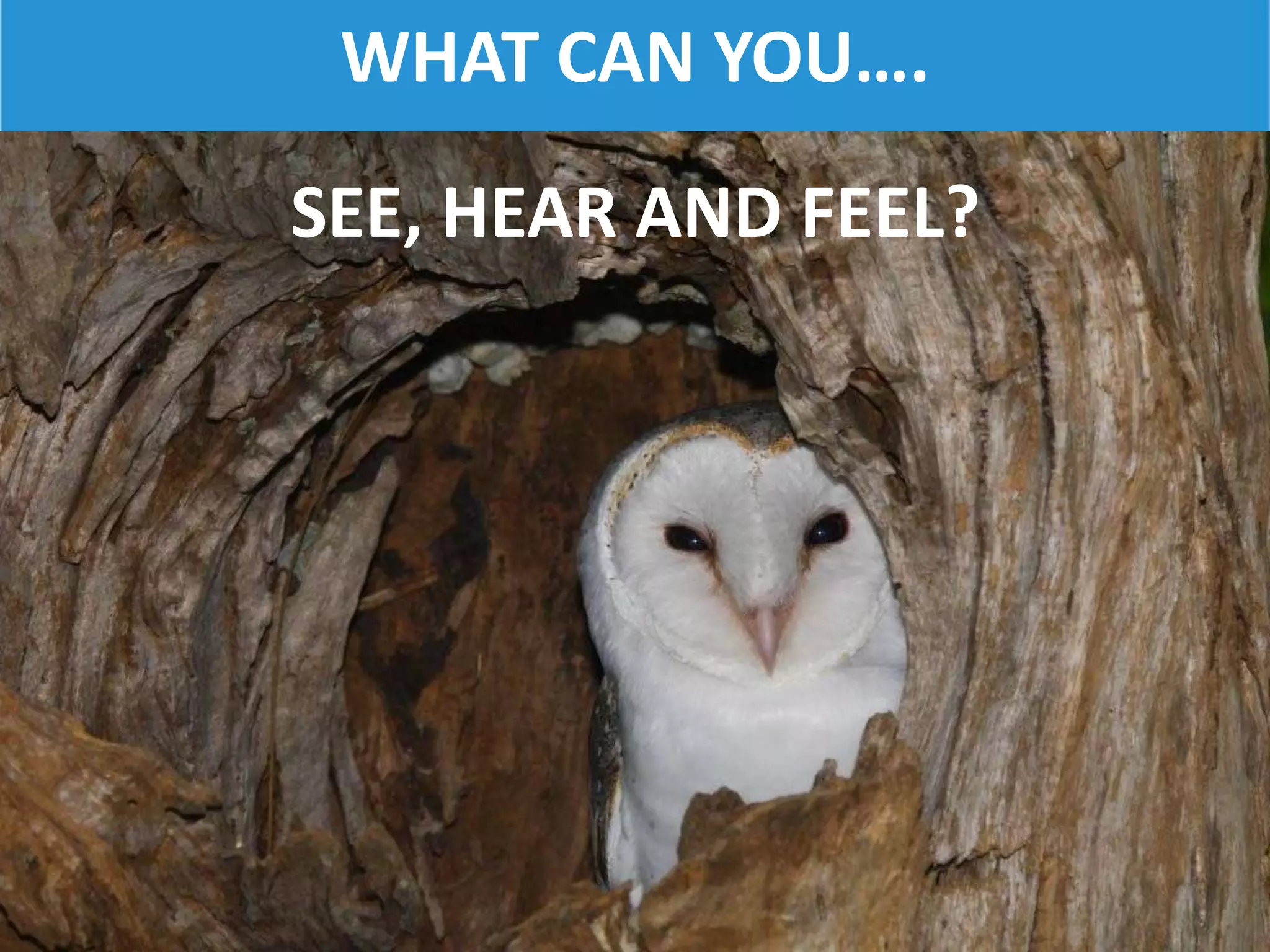 WHAT CAN YOU….
SEE, HEAR AND FEEL?