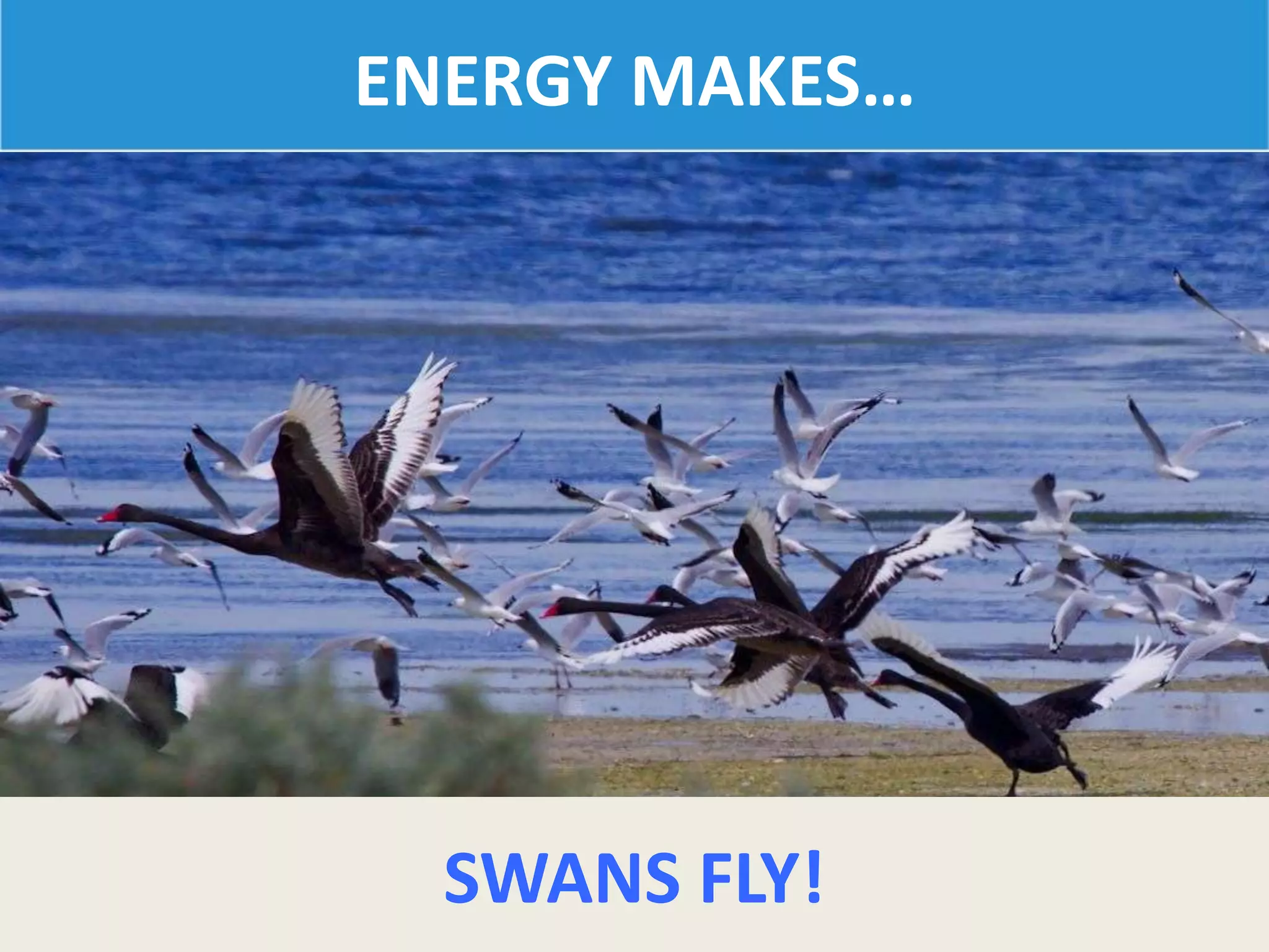 ENERGY MAKES…
SWANS FLY!