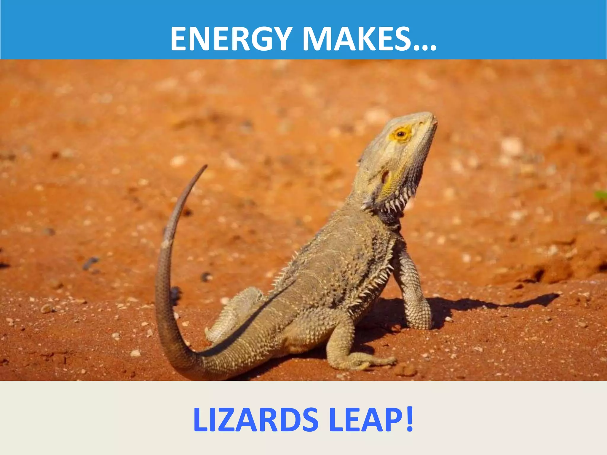 ENERGY MAKES…
LIZARDS LEAP!