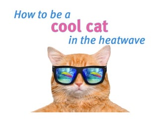 How to be a cool cat in the heatwave