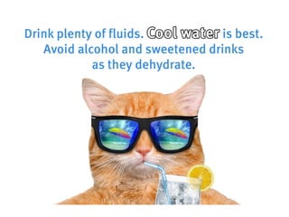 How to be a cool cat in the heatwave