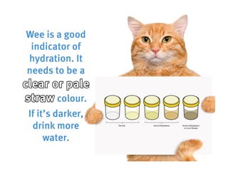 How to be a cool cat in the heatwave