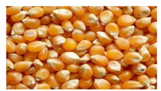 Scaling agricultural innovation