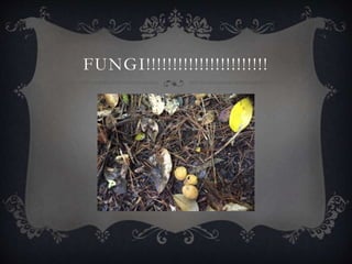 FUNGI!!!!!!!!!!!!!!!!!!!!!!!
 