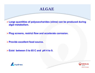 ALGAE
ALGAE
¾Large quantities of polysaccharides (slime) can be produced during
algal metabolism.
¾Plug screens, restrict flow and accelerate corrosion.
¾Provide excellent food source.
¾Exist between 5 to 65 C and pH 4 to 9.
 