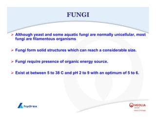 ¾ Although yeast and some aquatic fungi are normally unicellular, most
fungi are filamentous organisms
¾ Fungi form solid structures which can reach a considerable size.
¾ Fungi require presence of organic energy source.
¾ Exist at between 5 to 38 C and pH 2 to 9 with an optimum of 5 to 6.
FUNGI
FUNGI
 