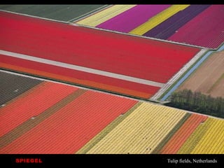 Tulip fields, Netherlands SPIEGEL 
