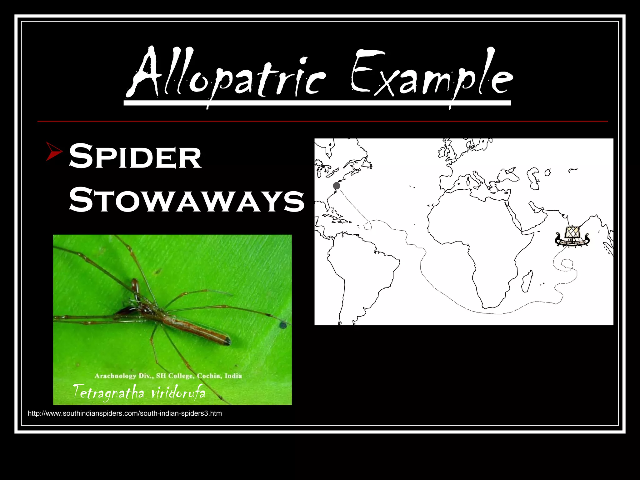 Allopatric Example
     Spider
            Stowaways




            Tetragnatha viridorufa
http://www.southindianspiders.com/south-indian-spiders3.htm
 