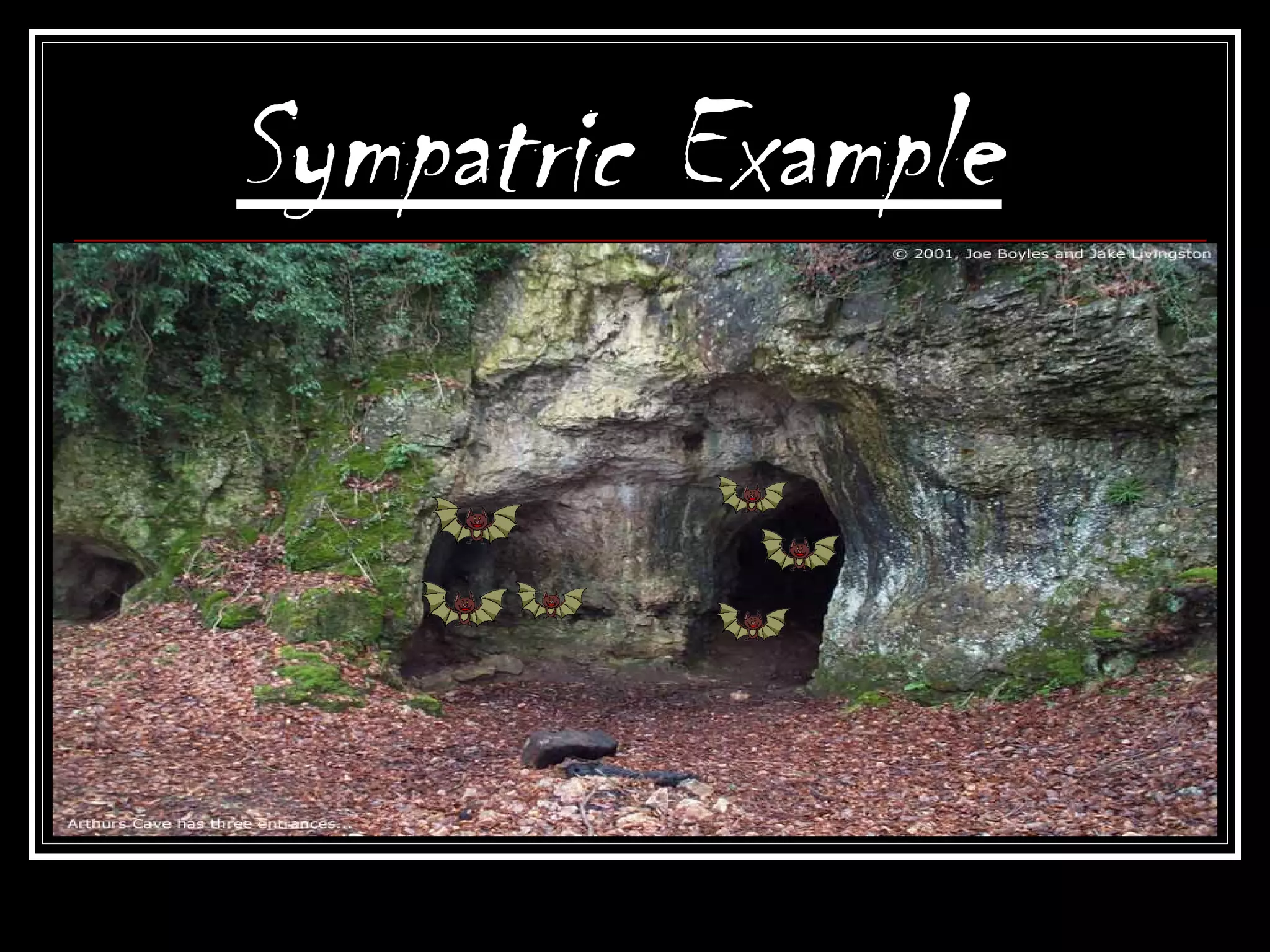 Sympatric Example
 