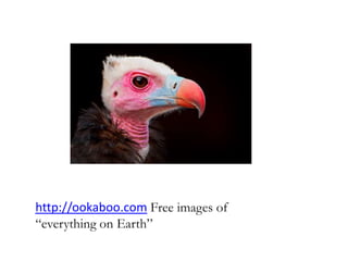 http://ookaboo.com Free images of
“everything on Earth”
 