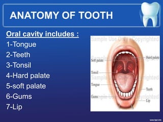 ANATOMY OF TOOTH
Oral cavity includes :
1-Tongue
2-Teeth
3-Tonsil
4-Hard palate
5-soft palate
6-Gums
7-Lip
 