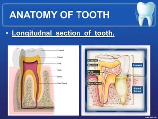ANATOMY OF TOOTH
• Longitudnal section of tooth.
 