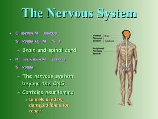 The Nervous System Central Nervous System (CNS)   Brain and spinal cord Peripheral Nervous System   The nervous system beyond the CNS Contains neurilemma   tunnels used by damaged fibers for repair 