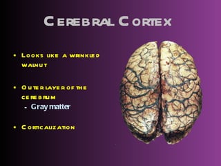 Cerebral Cortex   Looks like a wrinkled walnut Outer layer of the cerebrum Gray matter Corticalization 