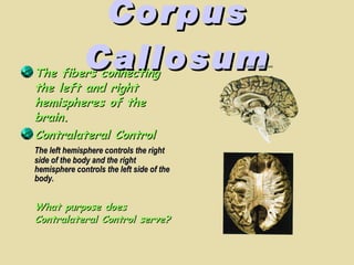 Corpus Callosum The fibers connecting the left and right hemispheres of the brain. Contralateral Control The left hemisphere controls the right side of the body and the right hemisphere controls the left side of the body. What purpose does Contralateral Control serve? 