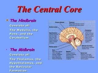 The Central Core The Hindbrain Consists of: The Medulla, the Pons, and the Cerebellum The Midbrain Consists of: The Thalamus, the Hypothalamus, and the Reticular Formation 
