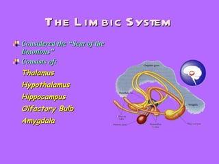 The Limbic System Considered the “Seat of the Emotions” Consists of: Thalamus Hypothalamus Hippocampus Olfactory Bulb Amygdala 