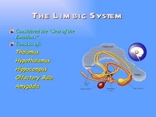 The Limbic System Considered the “Seat of the Emotions” Consists of: Thalamus Hypothalamus Hippocampus Olfactory Bulb Amygdala 