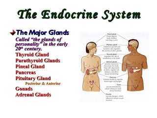 The Endocrine System The Major Glands Called “the glands of personality” in the early 20 th  century. Thyroid Gland Parathyroid Glands Pineal Gland Pancreas Pituitary Gland Posterior & Anterior Gonads Adrenal Glands 