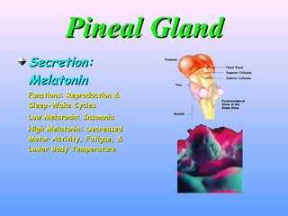 Pineal Gland Secretion: Melatonin Functions: Reproduction & Sleep-Wake Cycles Low Melatonin: Insomnia High Melatonin: Decreased Motor Activity, Fatigue, & Lower Body Temperature 