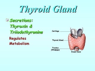 Thyroid Gland Secretions: Thyroxin & Triiodothyronine Regulates Metabolism 