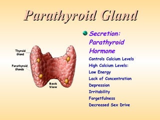 Parathyroid Gland Secretion: Parathyroid Hormone Controls Calcium Levels High Calcium Levels: Low Energy Lack of Concentration Depression Irritability Forgetfulness Decreased Sex Drive 