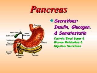 Pancreas Secretions: Insulin, Glucagon, & Somatostatin Controls Blood Sugar & Glucose Metabolism & Digestive Secretions 