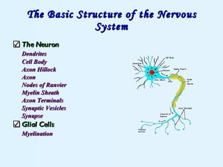 The Basic Structure of the Nervous System The Neuron Dendrites Cell Body Axon Hillock Axon Nodes of Ranvier Myelin Sheath Axon Terminals Synaptic Vesicles Synapse Glial Cells Myelination 