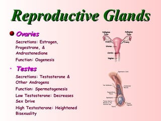 Reproductive Glands Ovaries Secretions: Estrogen, Progestrone, & Androstenedione Function: Oogenesis Testes Secretions: Testosterone & Other Androgens Function: Spermatogenesis Low Testosterone: Decreases Sex Drive High Testosterone: Heightened Bisexuality 